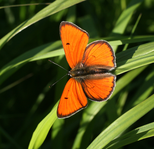 Didysis auksinukas nuotrauka