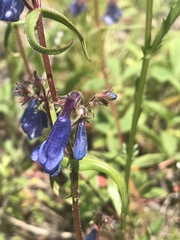 Penstemon albertinus
