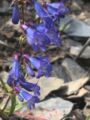 Penstemon albertinus