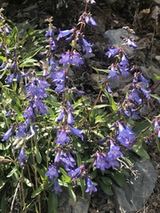 Penstemon albertinus