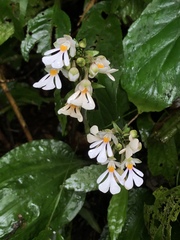 Calanthe alismifolia