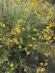 Senecio linearifolius linearifolius