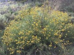 Senecio linearifolius linearifolius