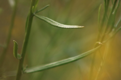Senecio linearifolius linearifolius