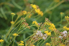 Senecio linearifolius linearifolius