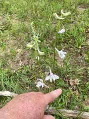 Delphinium carolinianum