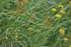 Senecio linearifolius linearifolius