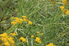 Senecio linearifolius linearifolius