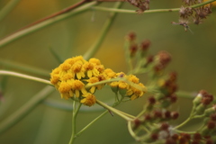 Senecio linearifolius linearifolius