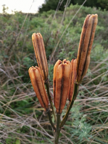 Formosa lily