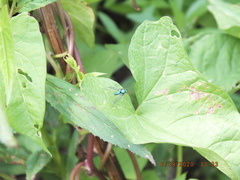 Condylostylus comatus