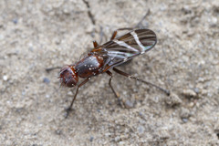 Tritoxa cuneata