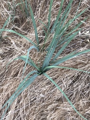 Tragopogon eriospermus