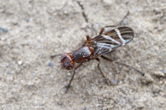 Tritoxa cuneata