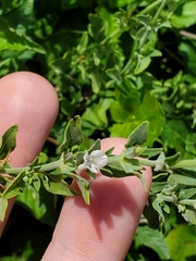 Carlowrightia texana