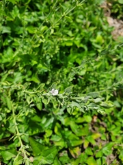 Carlowrightia texana