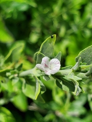 Carlowrightia texana