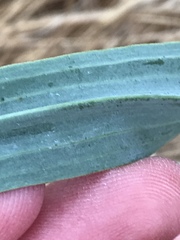 Tragopogon eriospermus