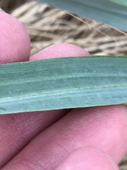 Tragopogon eriospermus