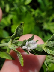 Carlowrightia texana