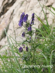 Aconitum fukutomei