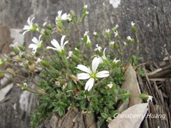Cerastium morrisonense