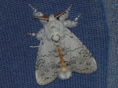 Calliteara farenoides