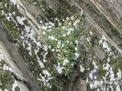 Cerastium morrisonense