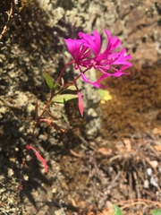 Clarkia concinna