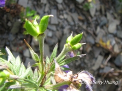 Aconitum fukutomei