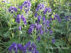 Aconitum fukutomei