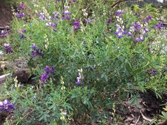 Lupinus mutabilis