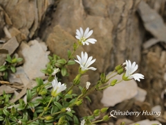Cerastium morrisonense