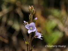 Veronica morrisonicola