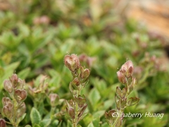 Veronica morrisonicola