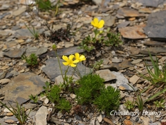 Ranunculus formosa-montanus