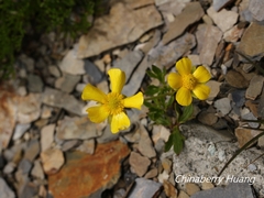 Ranunculus formosa-montanus