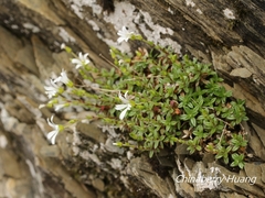 Cerastium morrisonense