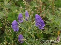 Aconitum fukutomei