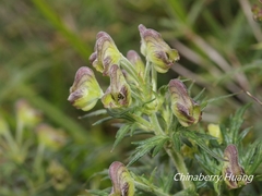 Aconitum fukutomei