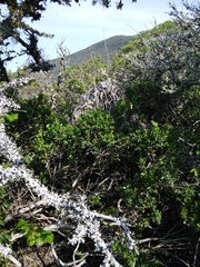 Neotoma fuscipes annectens