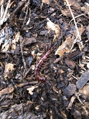 Lithobius peregrinus