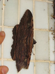 Anisoneura aluco