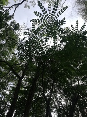 Comocladia macrophylla