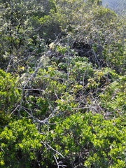 Neotoma fuscipes annectens