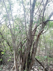 Calycophyllum candidissimum
