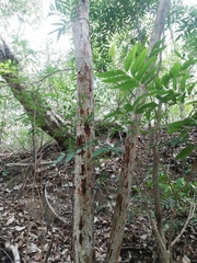 Calycophyllum candidissimum