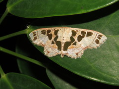 Scopula divisaria