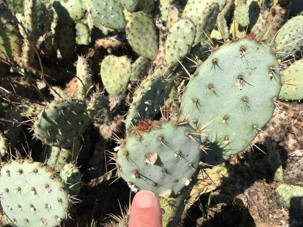 Opuntia × vaseyi; photograph (c) Henrik Kibak, some rights reserved (CC BY)