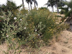 Senecio linearifolius linearifolius